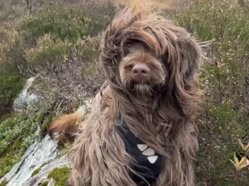 Portugisisk vattenhund · Bergen · Eva C.