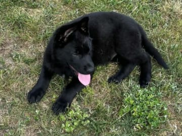 Tysk Schäferhund · Listerby · Kennel Snibor Anzi