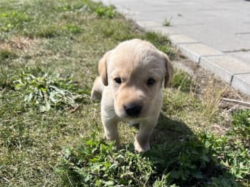 Labrador retriever · Esbjerg N · Jacob Bendixen