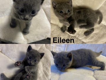 Maine coon / ragdoll / mix · Ursviken · Karin T.