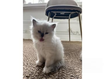 Ragdoll · Bollnäs · Marie Samuelsson