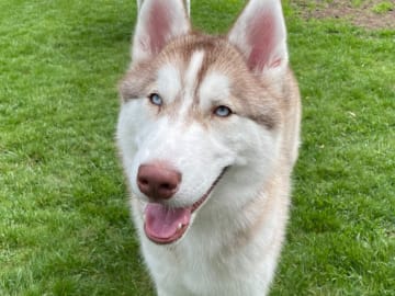 Siberian Husky · Rimbo · Christian B.