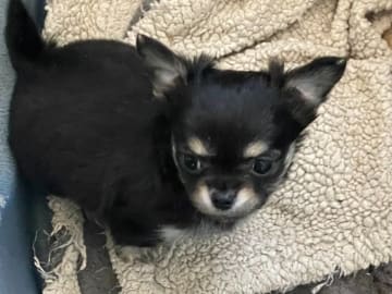 Chihuahua · Tyresö · Sheepdale