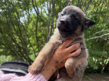 Belgisk vallhund – malinois · Adelsö · Elina T.