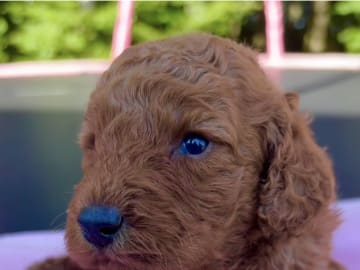 Labradoodle · Vittsjö · Fluffssons