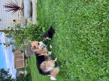 Welsh corgi pembroke · Ballangen · Stokkenes