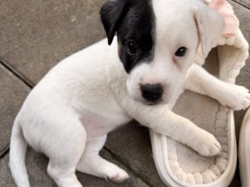 Jack russell terrier · åstorp · Dzenita R.
