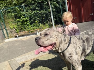 American bully · Västra Frölunda · Miranda T.