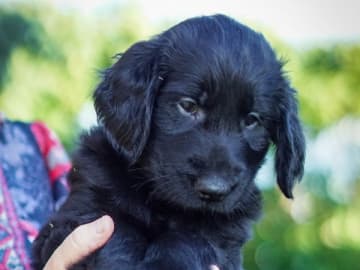 Flatcoated retriever · Edsbyn · Caci's