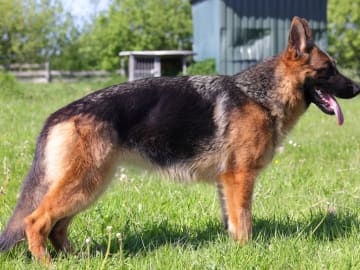 Tysk Schäferhund · Tønder · Roager's