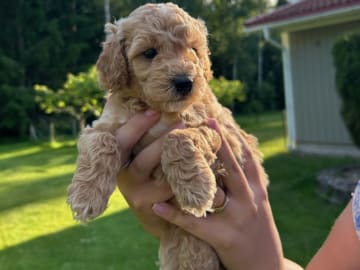 Cockerpoo · Kristinehamn · Marielle B.