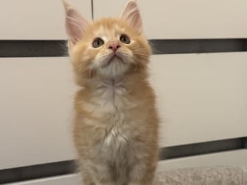 Maine Coon · Motala · SE*Power Tail’s