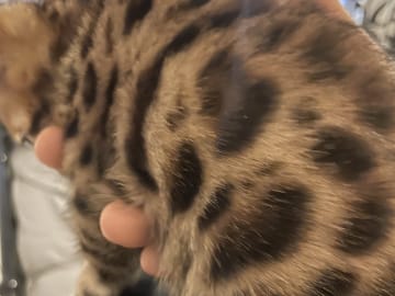 Bengal · Enskededalen · Biancas