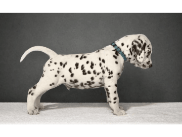 Dalmatiner · Frekhaug · Kennel Shospot
