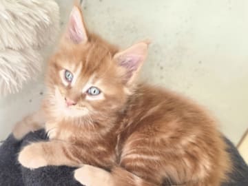 Maine Coon · Reinsvoll · Carina H.