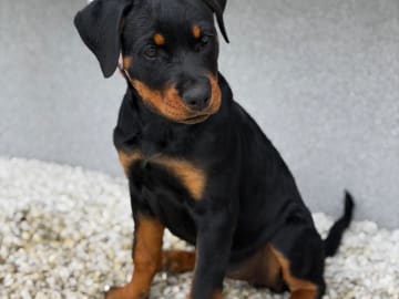 Rottweiler · Lödöse · Kennel Lexander's