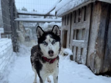 Siberian Husky · Gunnarsbyn · Festina Lente
