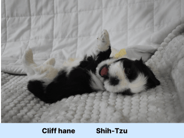 The merry shih-tzu family