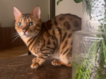 Bengal · Sundbyberg · Emina A.