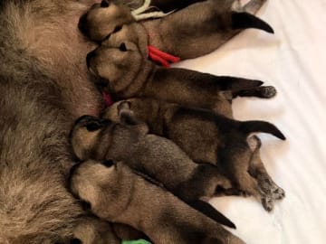 Eurasier · Lysekil · Essmania's