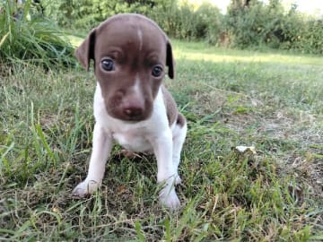 Rat terrier · Odensbacken · Disabelles