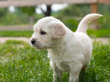 Golden retriever · Nybro · Amore Waves