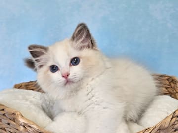 Ragdoll · Asmundtorp · SE*Cats of Kruger