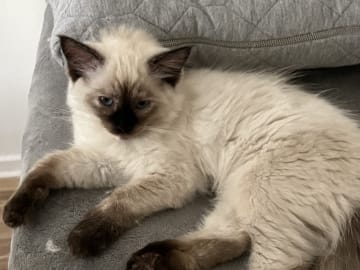 Ragdoll · Hässleholm · Jeanette S.