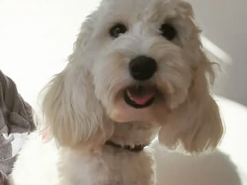 Lundatorpet