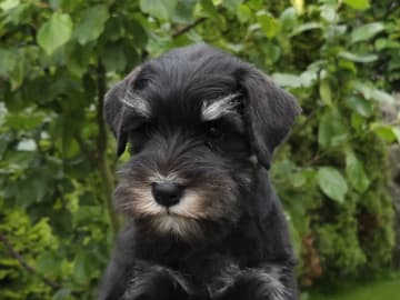 Dvärgschnauzer