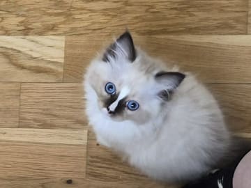 Ragdoll · Vällingby · Stardust
