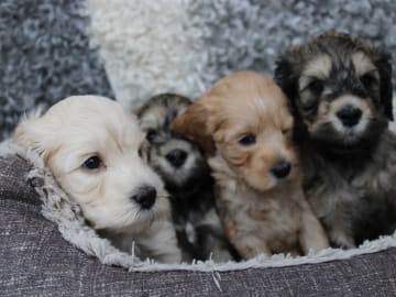 Backamos Labradoodle