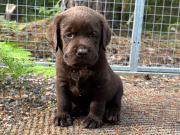 Labrador retriever · Björkvik · Cani Lee