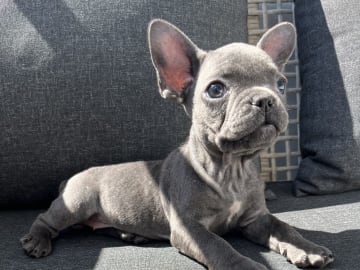 Fransk bulldogg · Norrköping · Emiras frallor