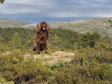 Portugisisk vattenhund · Bergen · Eva C.
