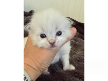 Ragdoll · Umeå · SE*Arctic Bluebell