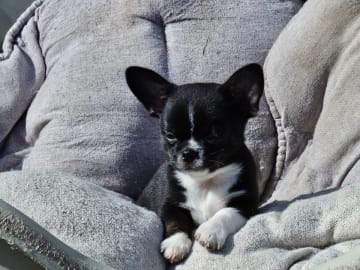 Chihuahua · Tärnsjö · Grankullaviks
