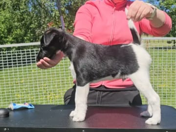 Släthårig foxterrier · Maura · Hilde Rognstad
