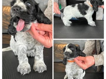 Cocker spaniel · Fotskäl · Afrodias