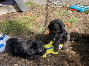 Labradoodle · Nol · Lyckliga Vovven