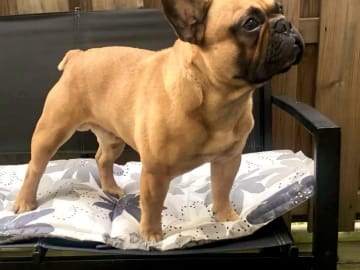 Fransk bulldogg · östervåla · Dexline's