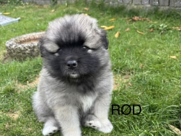 Keeshond · Herning · Michelle R.