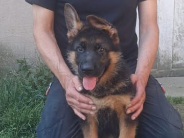 Tysk Schäferhund · Sölvesborg · Ebafarmens