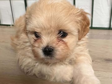 Shihpoo