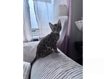 Bengal · Grästorp · SE*Pawspots