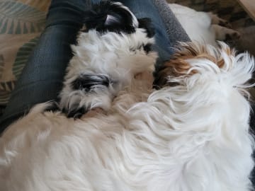My Sweet Monster