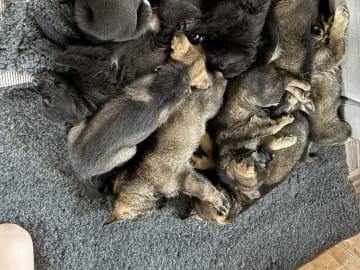 Tysk Schäferhund · Vrå · Bayogi