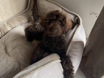 Labradoodle · Nol · Lyckliga Vovven