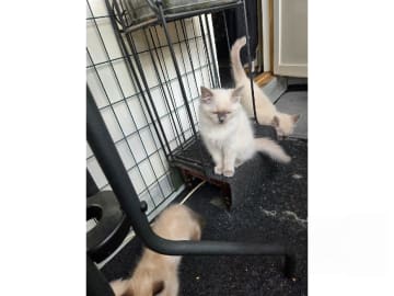 Ragdoll · Vårby · SE*Ragsu's