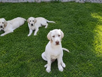 Labrador retriever · Hörby · Monika H.